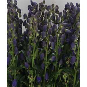 Aconitum Car Arendsii