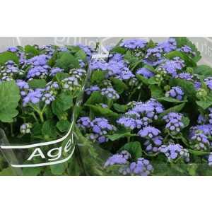 Ageratum H Blue