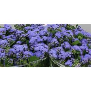 Ageratum H Blue Horizon