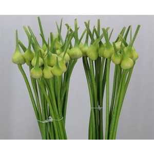 Allium Cepa Judith
