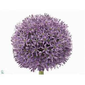 Allium Gladiator