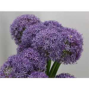 Allium Globemaster