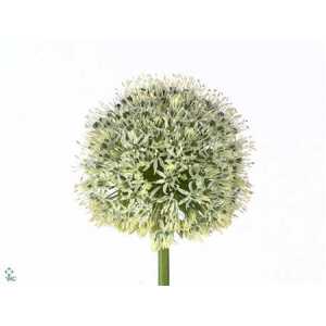 Allium Mount Everest