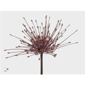 Allium Schubertii