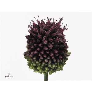 Allium Sphaerocephalon