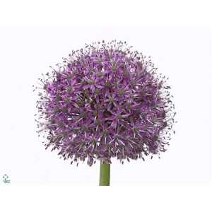 Allium Stratos
