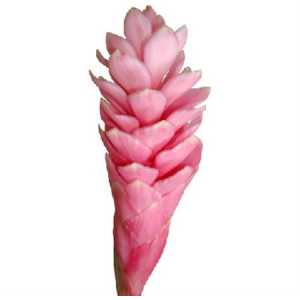 Alpinia Pink