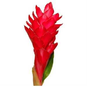 Alpinia Red