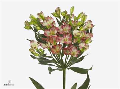 Альстромерия Charmelia Blush