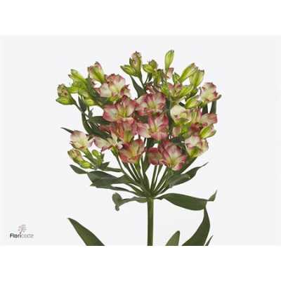 Альстромерия Charmelia Blush