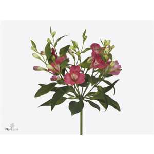 Alstro Charmelia Noa