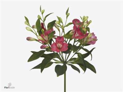 Альстромерия Charmelia Noa