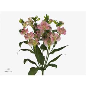 Alstro Charmelia Pink