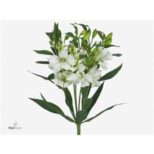Alstro Charmelia White