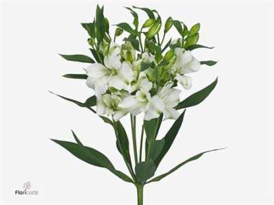 Альстромерия Charmelia White