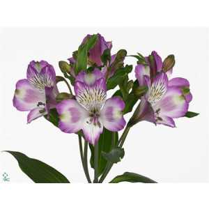Alstro Hawaiian Dream