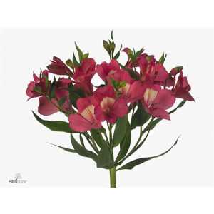 Alstro Intenz Pink