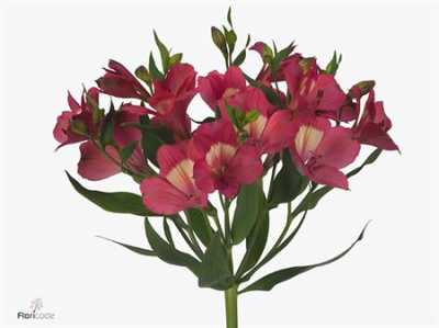 Альстромерия Intenz Pink