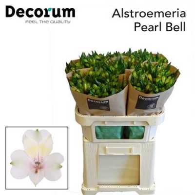 Альстромерия Pearl Bell
