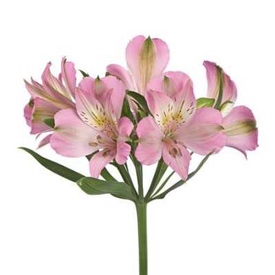 Альстромерия Posh Pink