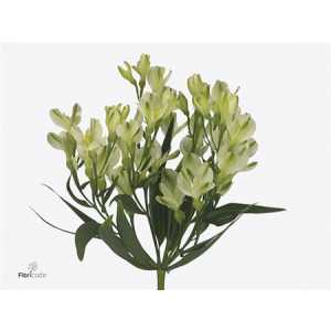 Alstro White Pearls