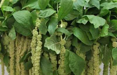 Амарант Ca Green Cord (зелёный Корд)