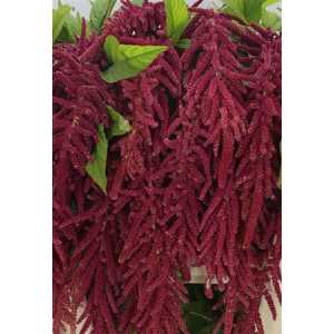 Амарант Ca Red Cord (красный Корд)