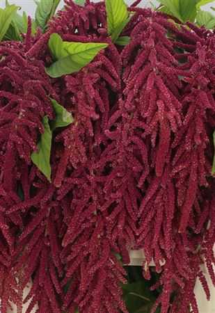 Амарант Ca Red Cord (красный Корд)
