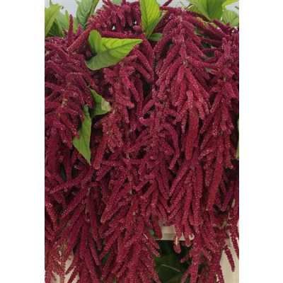 Амарант Ca Red Cord (красный Корд)