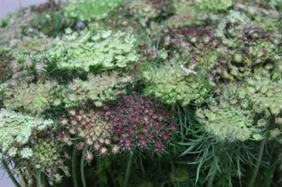 Амми Морковный Дара (Daucus Carota Dara)