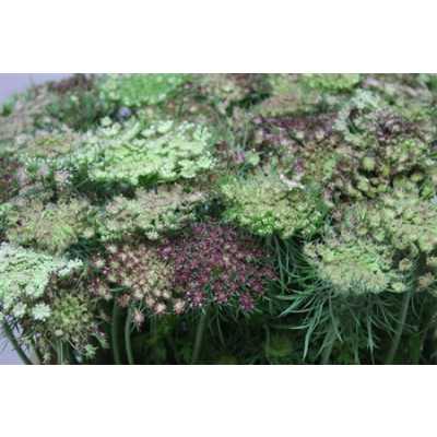 Амми Морковный Дара (Daucus Carota Dara)