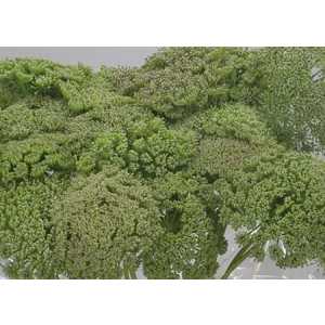 Амми Зелёный Туман (Green Mist)