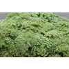 Амми Виснага (Visnaga)