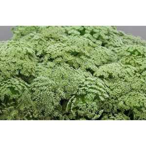 Амми Виснага (Visnaga)