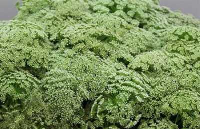 Амми Виснага (Visnaga)