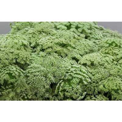 Амми Виснага (Visnaga)