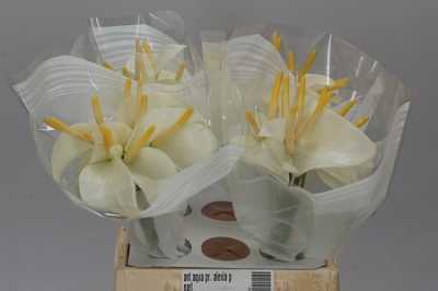 Ant Aqua Pr. Alexia Pearl