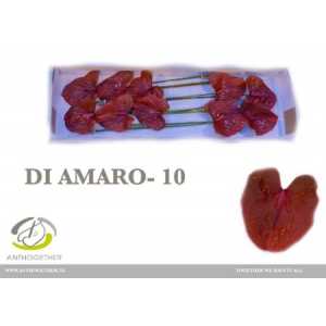Антуриум Di Amaro
