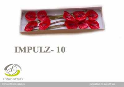 Антуриум Impulz