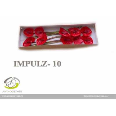 Антуриум Impulz