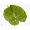 Антуриум Midori 7cm