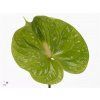 Anth Midori 7cm