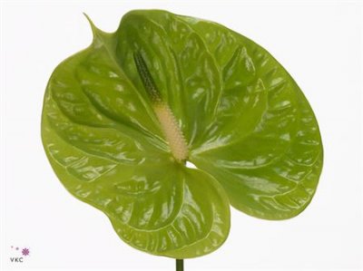 Anth Midori 7cm