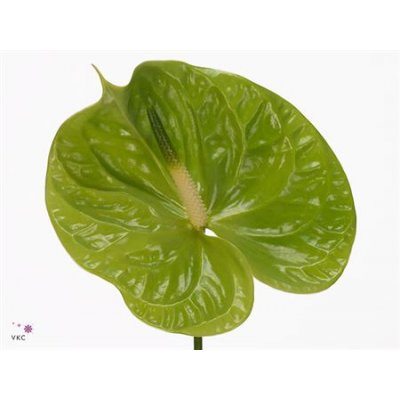 Anth Midori 7cm