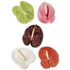 Anth Mixed 6 Colours