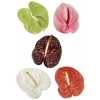 Антуриум Mixed 6 Colours