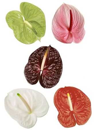 Антуриум Mixed 6 Colours