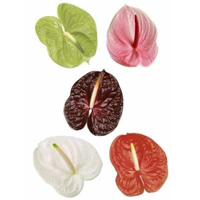Антуриум Mixed 6 Colours