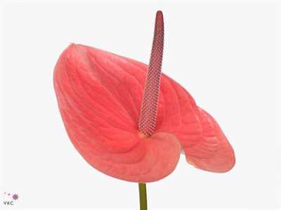 Anth Pink Christin