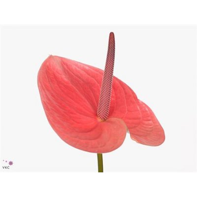 Anth Pink Christin
